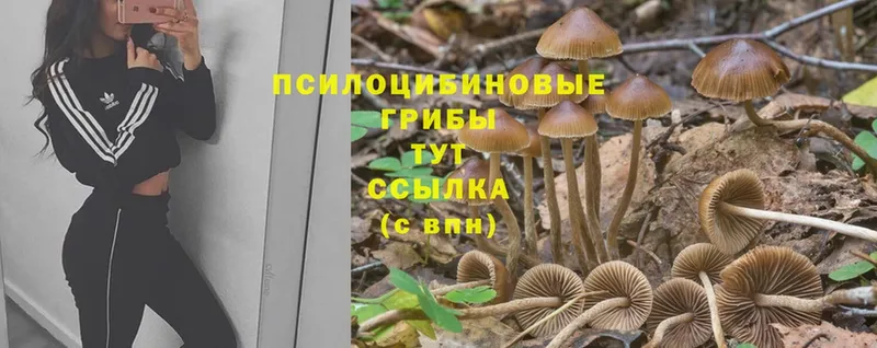 Псилоцибиновые грибы Cubensis  Ворсма 